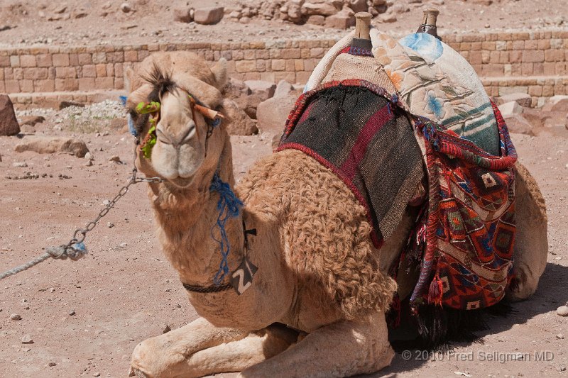 20100412_141503 D300 (1).jpg - Camel, Petra, Jordan